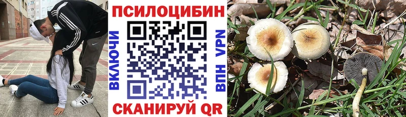 что такое   Сочи  Галлюциногенные грибы Psilocybine cubensis 